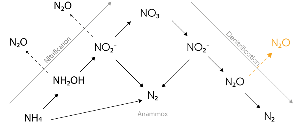 Pathways of N2O production