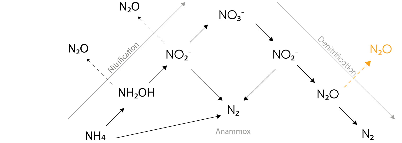 Pathways of N2O production