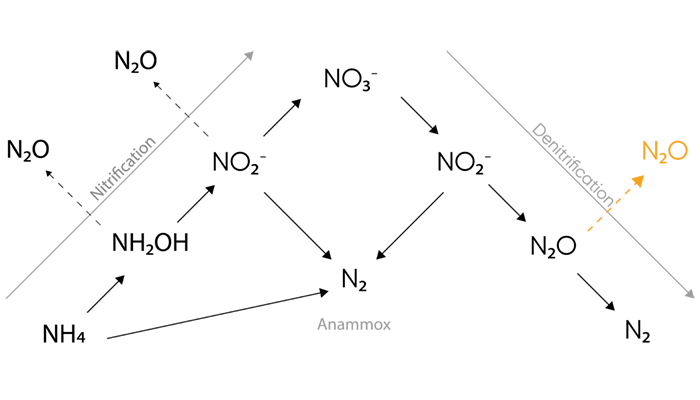 Denitrification